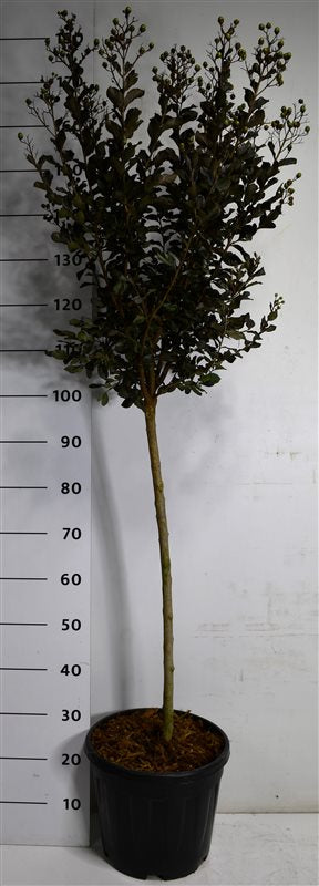 Lagerstroemia i. 'Coconut Sorbet' - 80 CM Stem C15